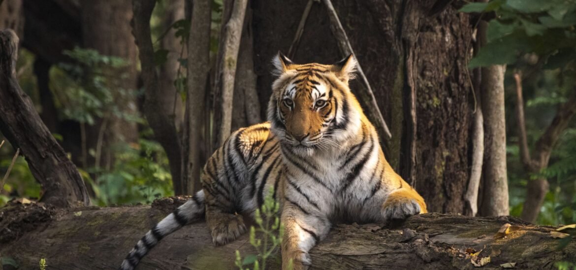 Can Shrinking Wildlife Be the Next Global Agenda?